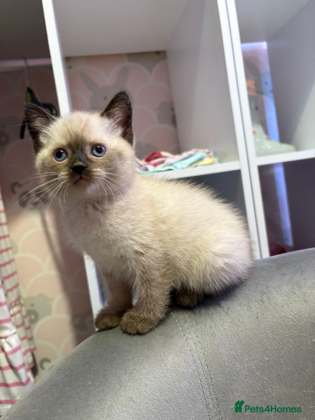British Shorthair cats for sale: Luna’s Litter 🩶 - Image 15