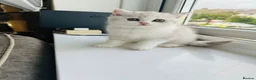 British Shorthair cats for sale: Beautiful BSH Males  - Advert 5