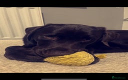 Labrador Retriever dogs for stud: STUD kc registered and health checked  - Image 2