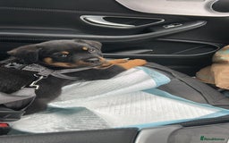 Rottweiler dogs for sale: Ronnie  - Image 1