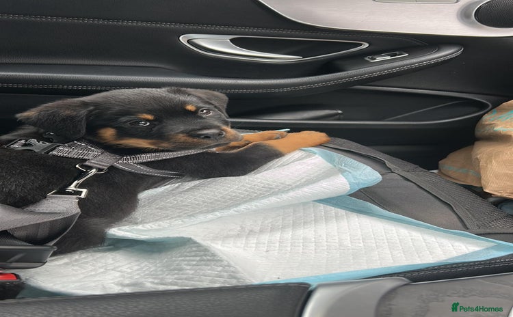 Rottweiler dogs - Advert 2
