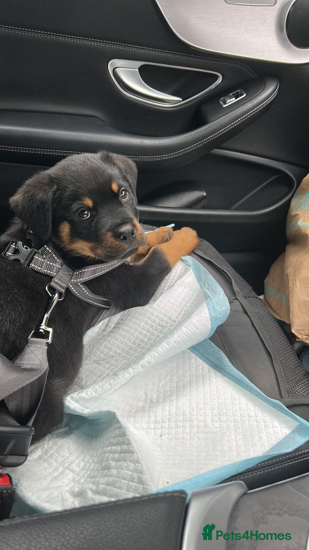 Rottweiler dogs for sale: Ronnie  - Image 1