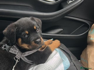 Rottweiler dogs - Advert 16