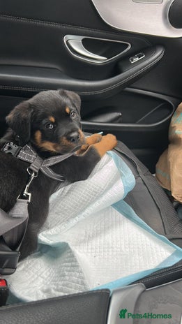 Rottweiler dogs - Advert 2