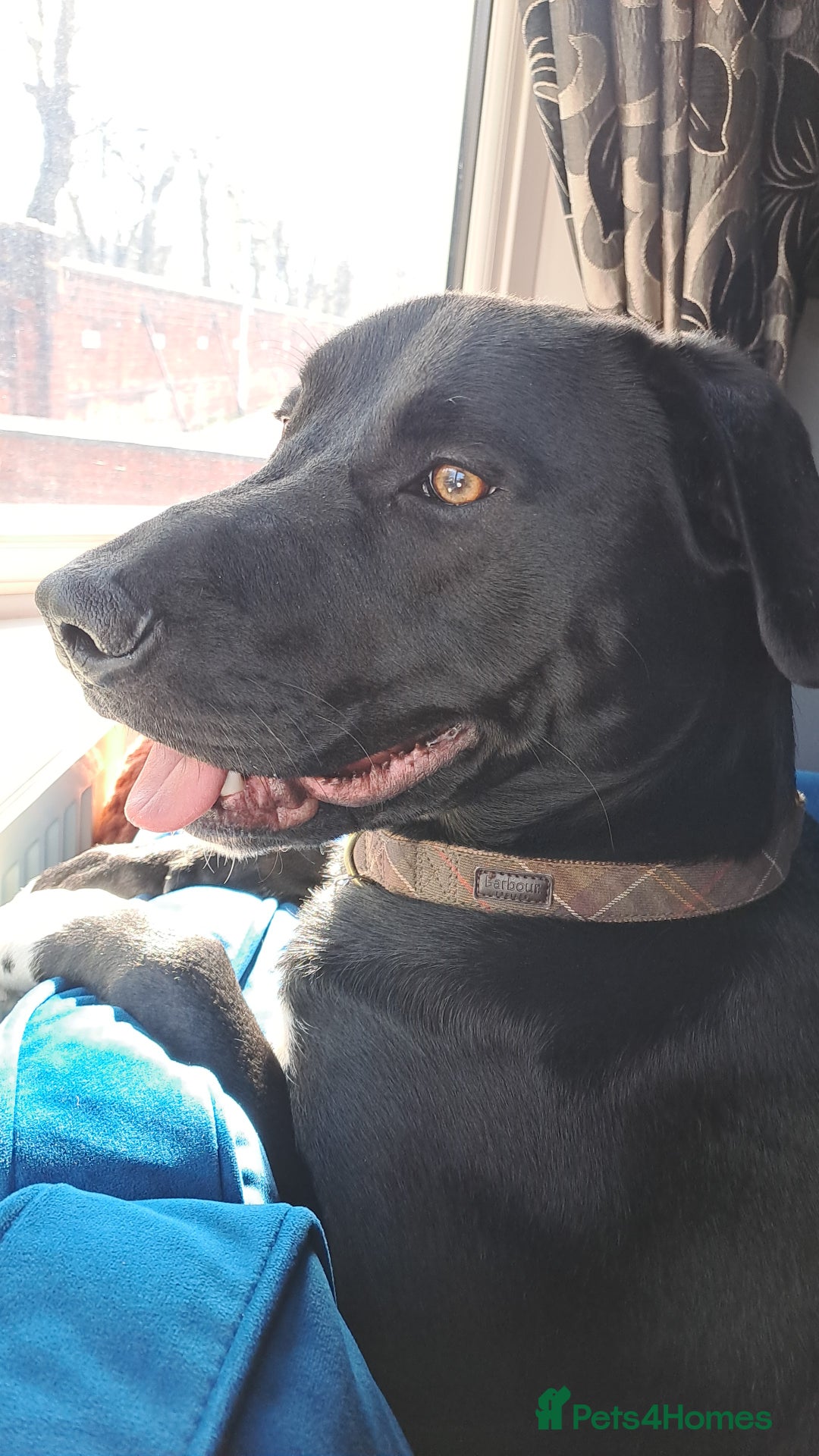 Mixed Breed dogs for sale: Dog nearly 2 needs new home - Image 1