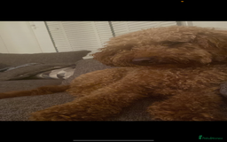 Cockapoo dogs for sale: Gorgeous 2 year old cockapoo - Image 2