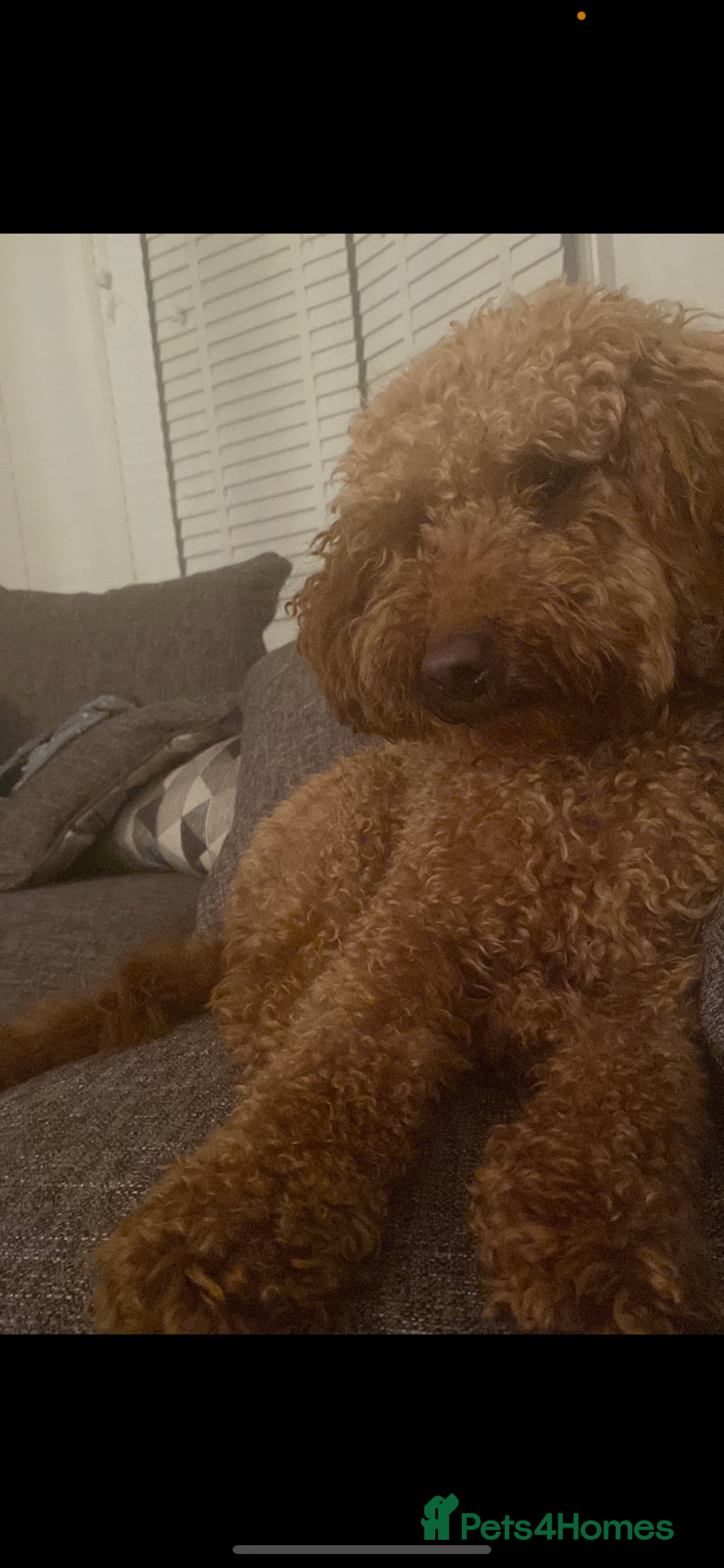 Cockapoo dogs for sale: Gorgeous 2 year old cockapoo - Image 2