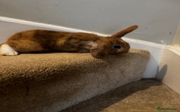 Mini Lop rabbits for sale: 2 mini lop girls available  - Image 6
