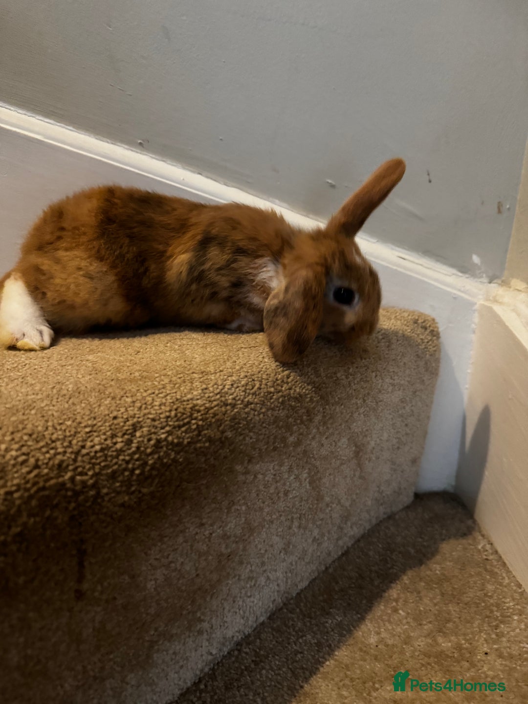Mini Lop rabbits for sale: 2 mini lop girls available  - Image 6