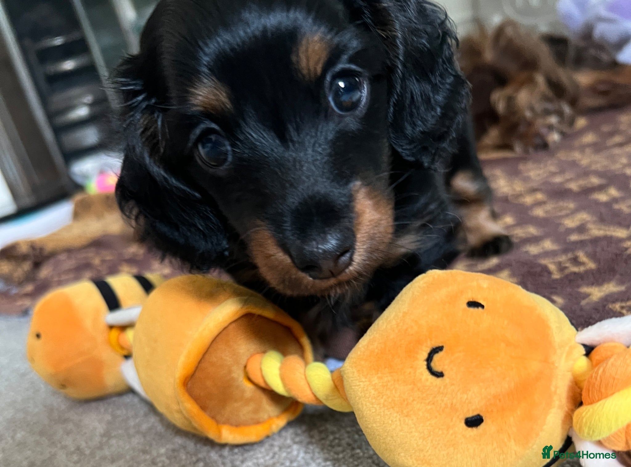 Miniature Dachshund dogs PICTURE PERFECT little girl  LONG HAIRED  - Advert 1