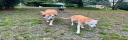 Mixed Breed dogs for adoption: ROSIE 11 yrs large gentle, kind, calm, so friendly in Llanybydder - Advert 9