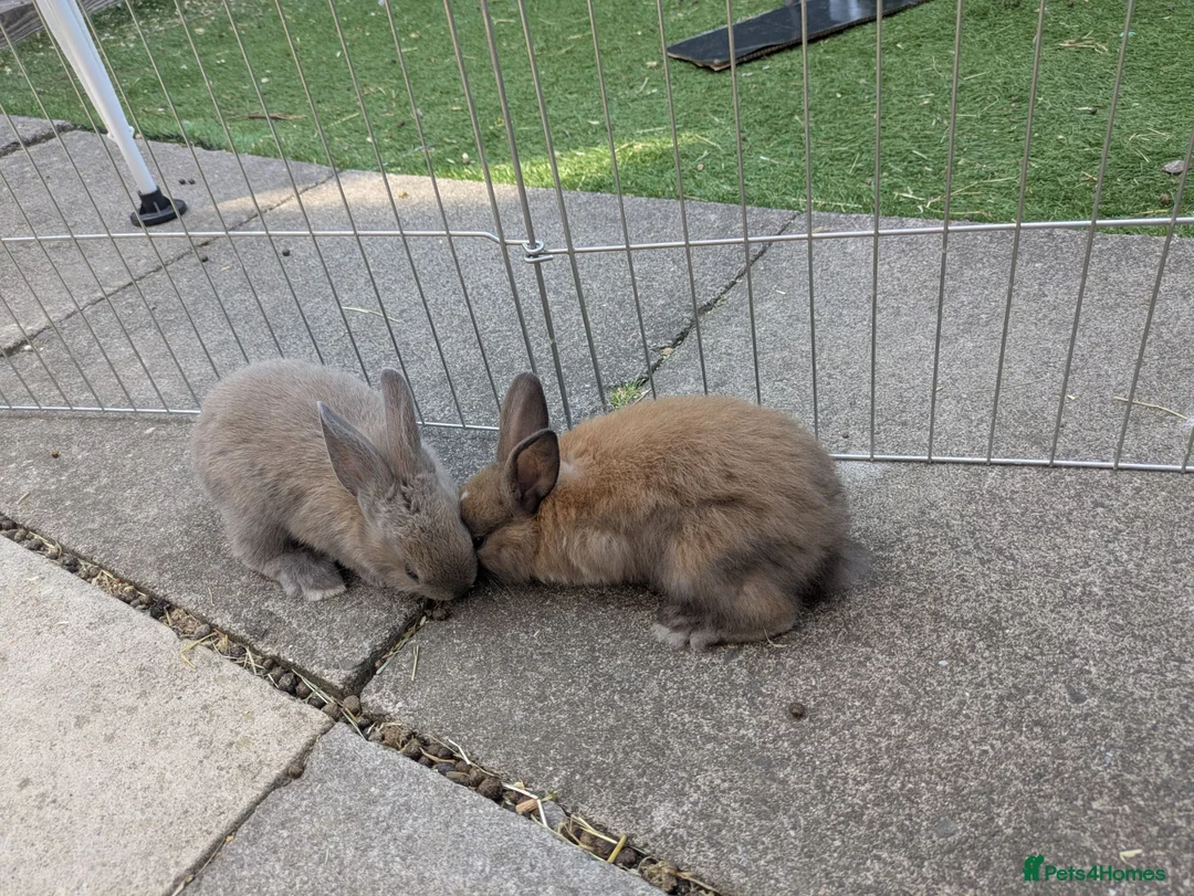 Mixed Breed rabbits for sale: Baby Rabbits  - Advert 11
