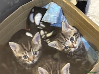 Mixed Breed cats Kittens - Advert 1