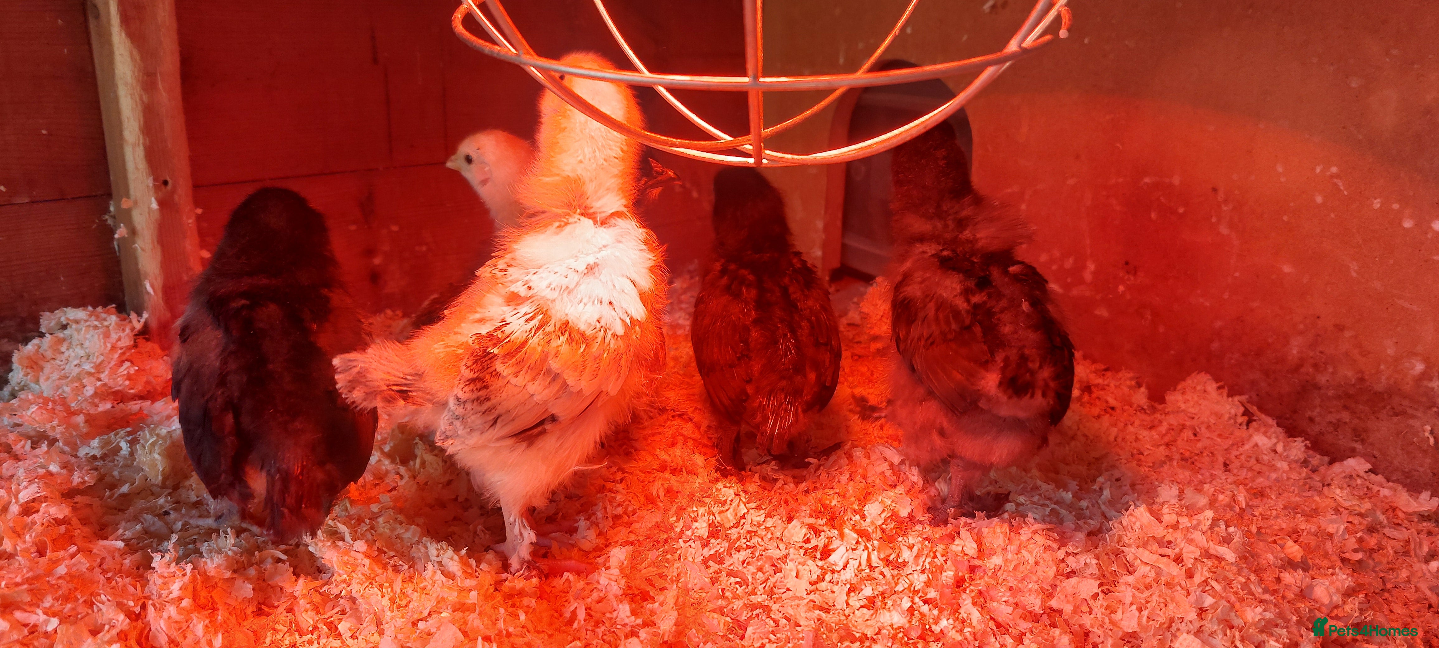 Chickens poultry Baby Chickens 6 Copper Maran - Advert 9