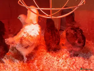 Chickens poultry Baby Chickens 6 Copper Maran - Advert 9