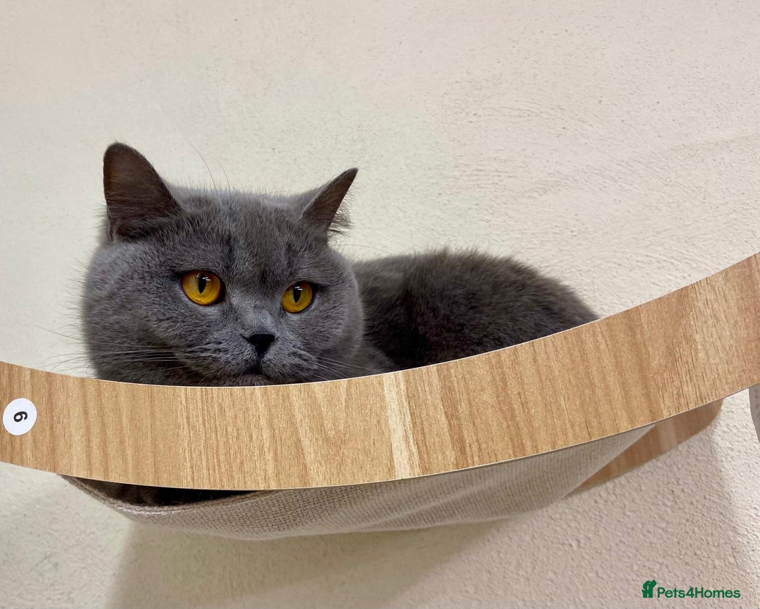 British Shorthair cats for sale: BLUE BSH GIRL LOOKING FOREVER HOME!!! 🐾😻 - Advert 6