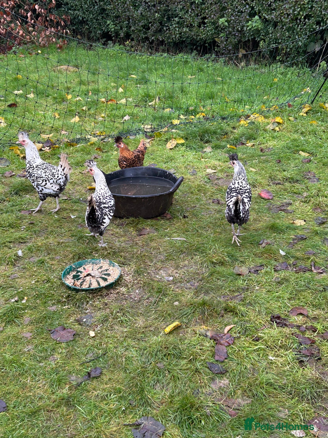Chickens poultry for sale: Silver appenzeller hens  - Advert 2