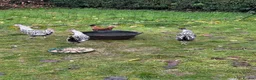 Chickens poultry for sale: Silver appenzeller hens  - Advert 2