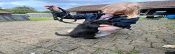 Bordoodle dogs for sale: 🩷 Beautiful F1 Bordoodle puppies 2 left 🩷 in Wokingham - Advert 10