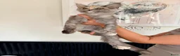 Maine Coon cats for sale: Registered Maine Coon kitten - Advert 5