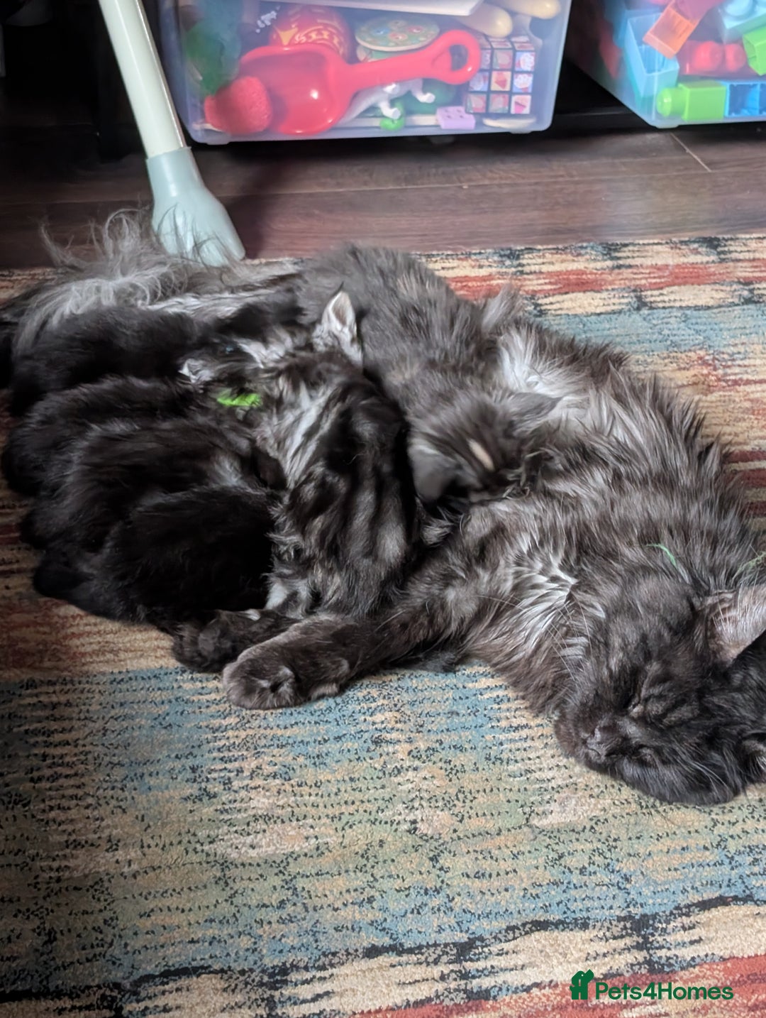 Maine Coon cats for sale: 6 Beautiful main coon kittens - Advert 7