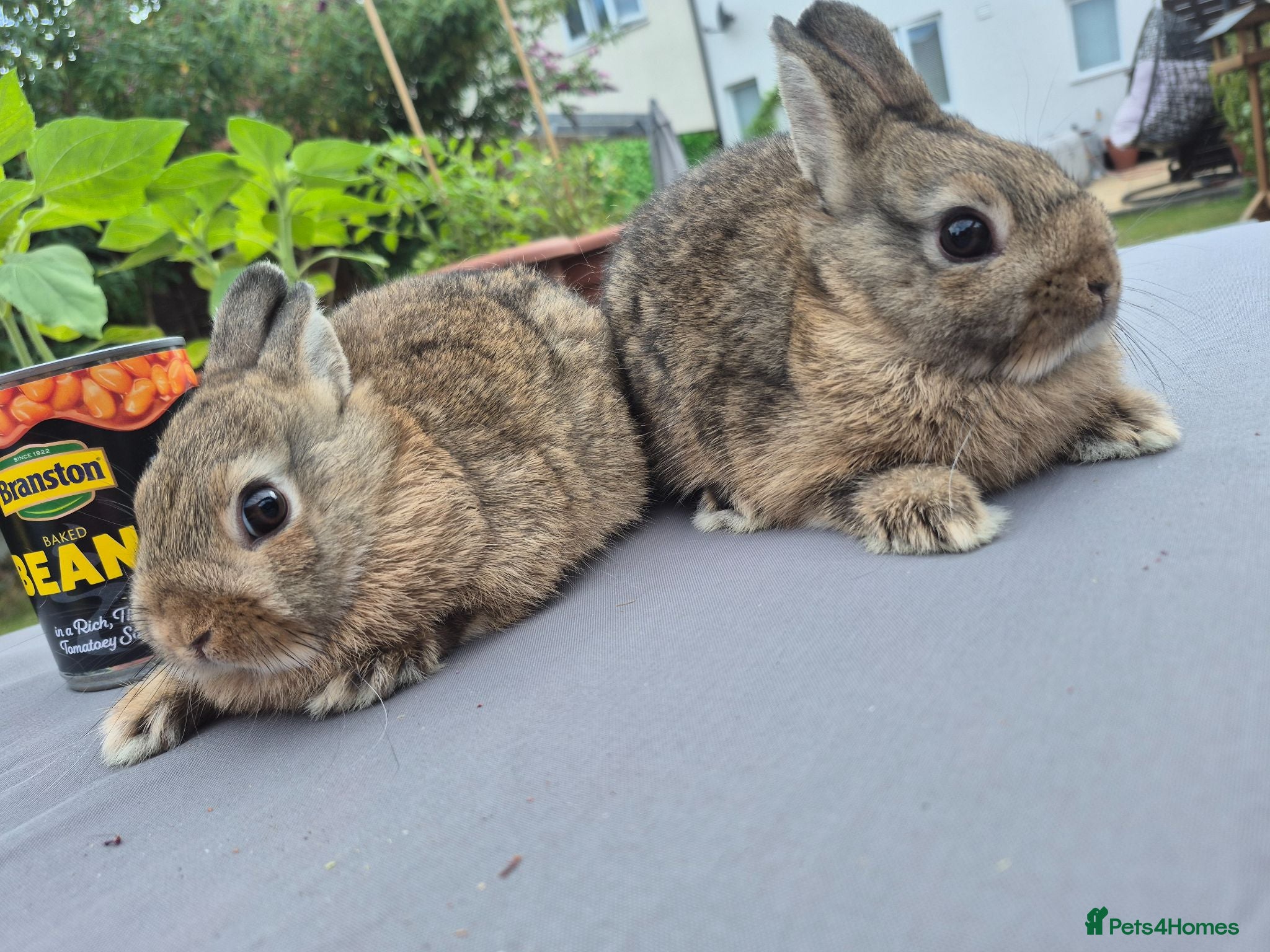 Netherland Dwarf rabbits Beautifull  netherland  babys - Advert 1