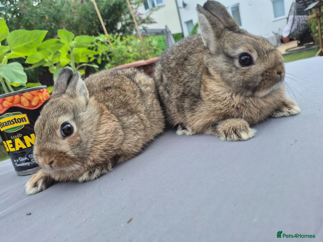 Netherland Dwarf rabbits for sale: Beautifull  netherland  babys - Advert 1