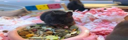 Hamster rodents for sale: Syrian Hamster Pups Babies Black Brown  - Advert 7