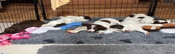 Sprocker dogs for sale: Two Sprocker Spaniel Dog Puppies For Sale in Newmarket - Advert 18
