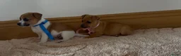 Jack Russell dogs for sale: Jack Russell puppies in Darwen - Advert 6