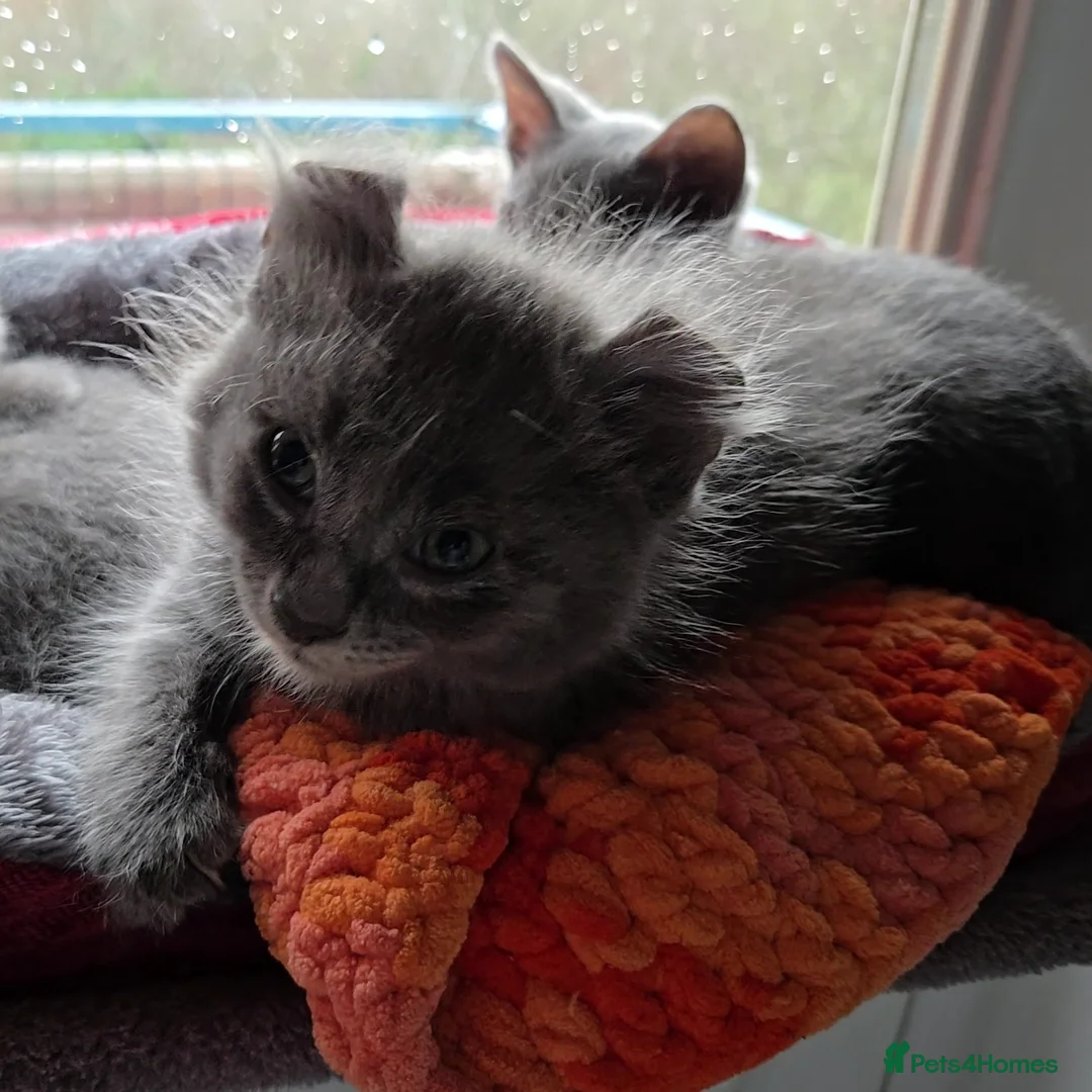 American Curl cats for sale: Rare American Curl‑Type Grey Kitten –  Ready Now  - Advert 5