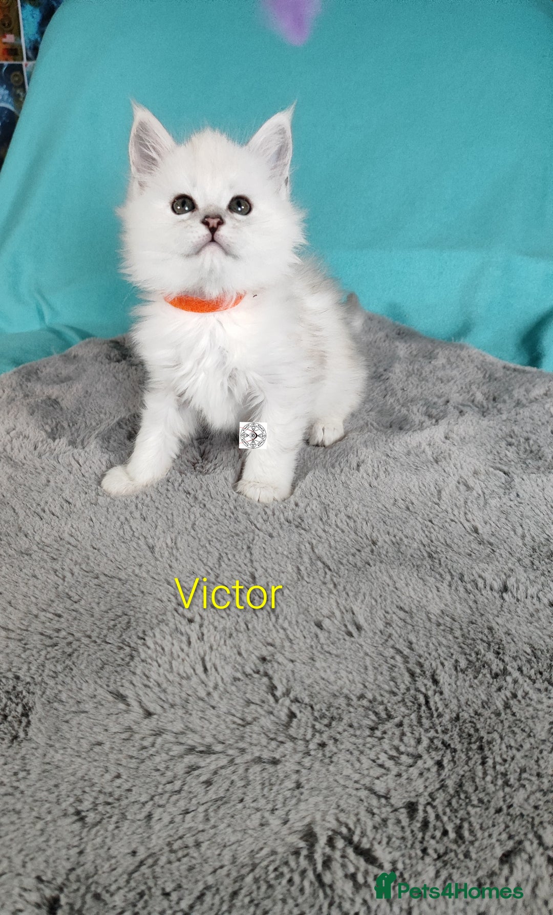 Maine Coon cats for sale: Unique beautiful kittens  - Advert 11