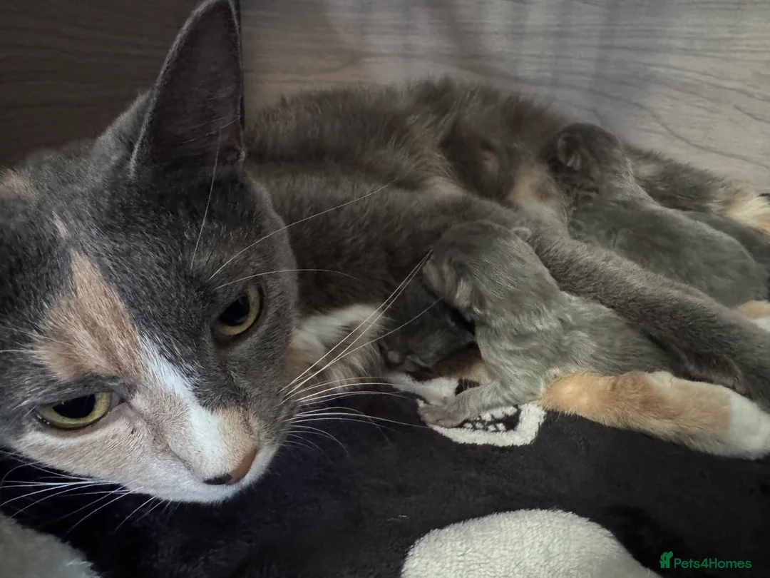 Mixed Breed cats for sale: Scottish fold cross calico  in Norwich - Advert 2