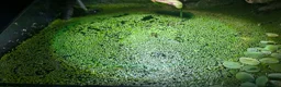Platies fish for sale: Duckweed - Advert 2