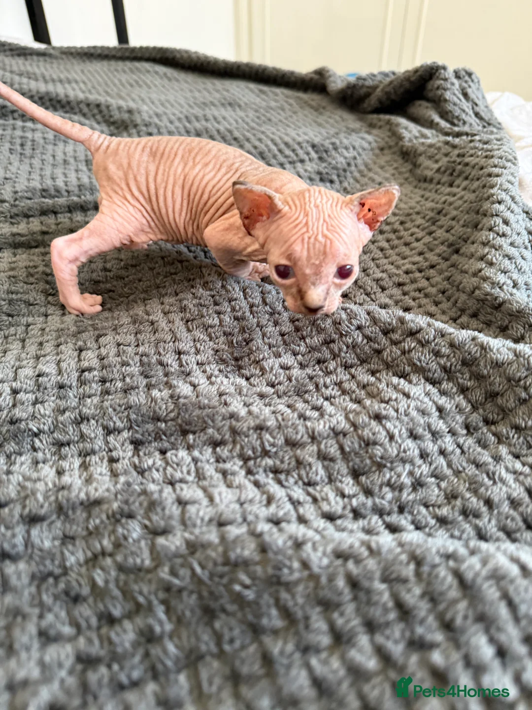 Sphynx cats for sale: TICA REG. Last  girl  available.🐱🐾 - Advert 23