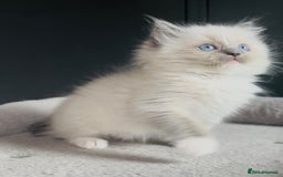 Ragdoll cats for sale: Champion bloodline,full pedigree last Ragdoll boy  - Image 6