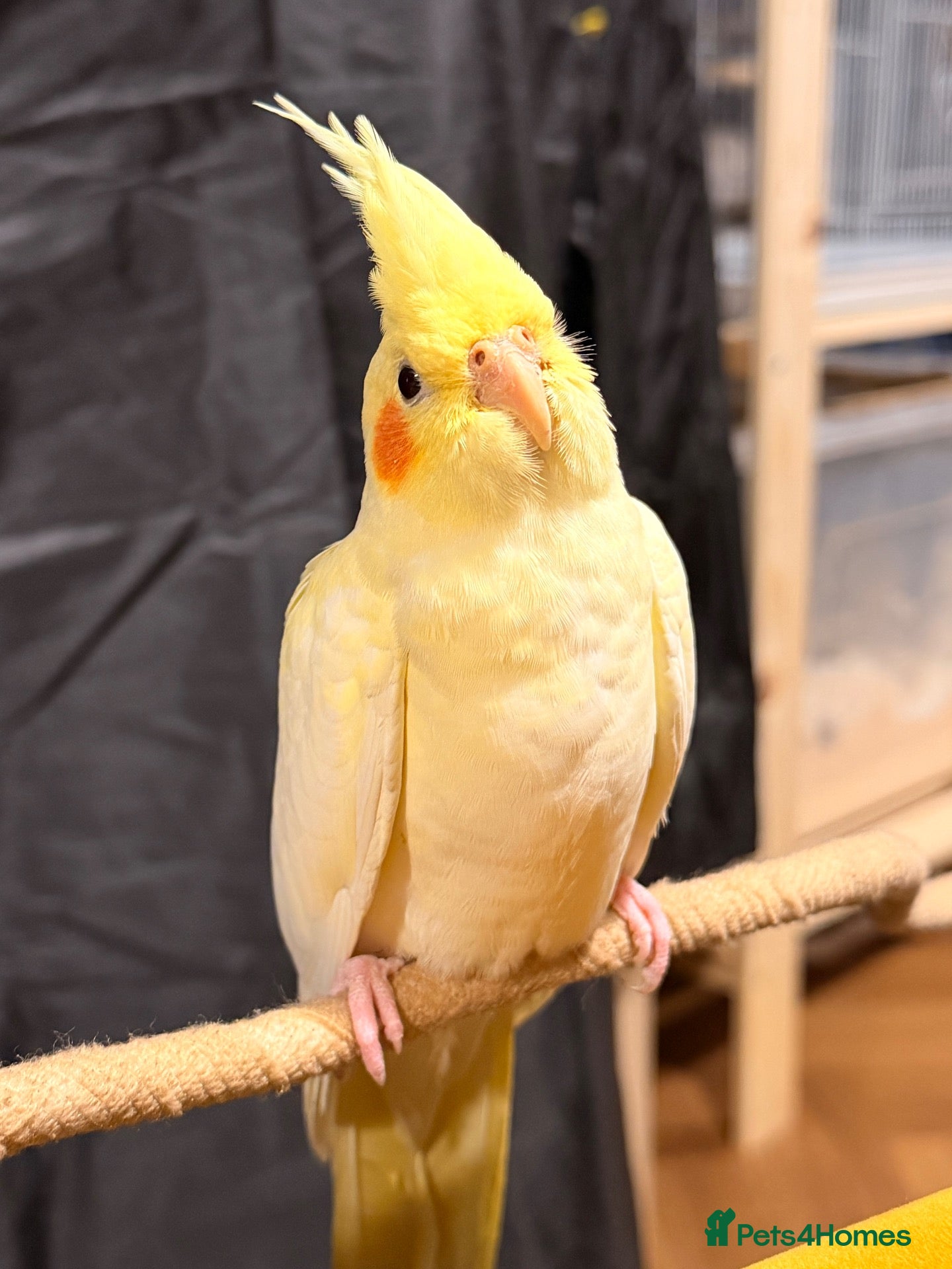 Cockatiels birds Beautiful hand-tame lutino Cockatiel  - Advert 1