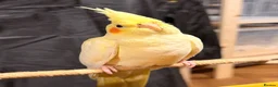 Cockatiels birds for sale: Beautiful hand-tame lutino Cockatiel  in Westbury - Advert 1