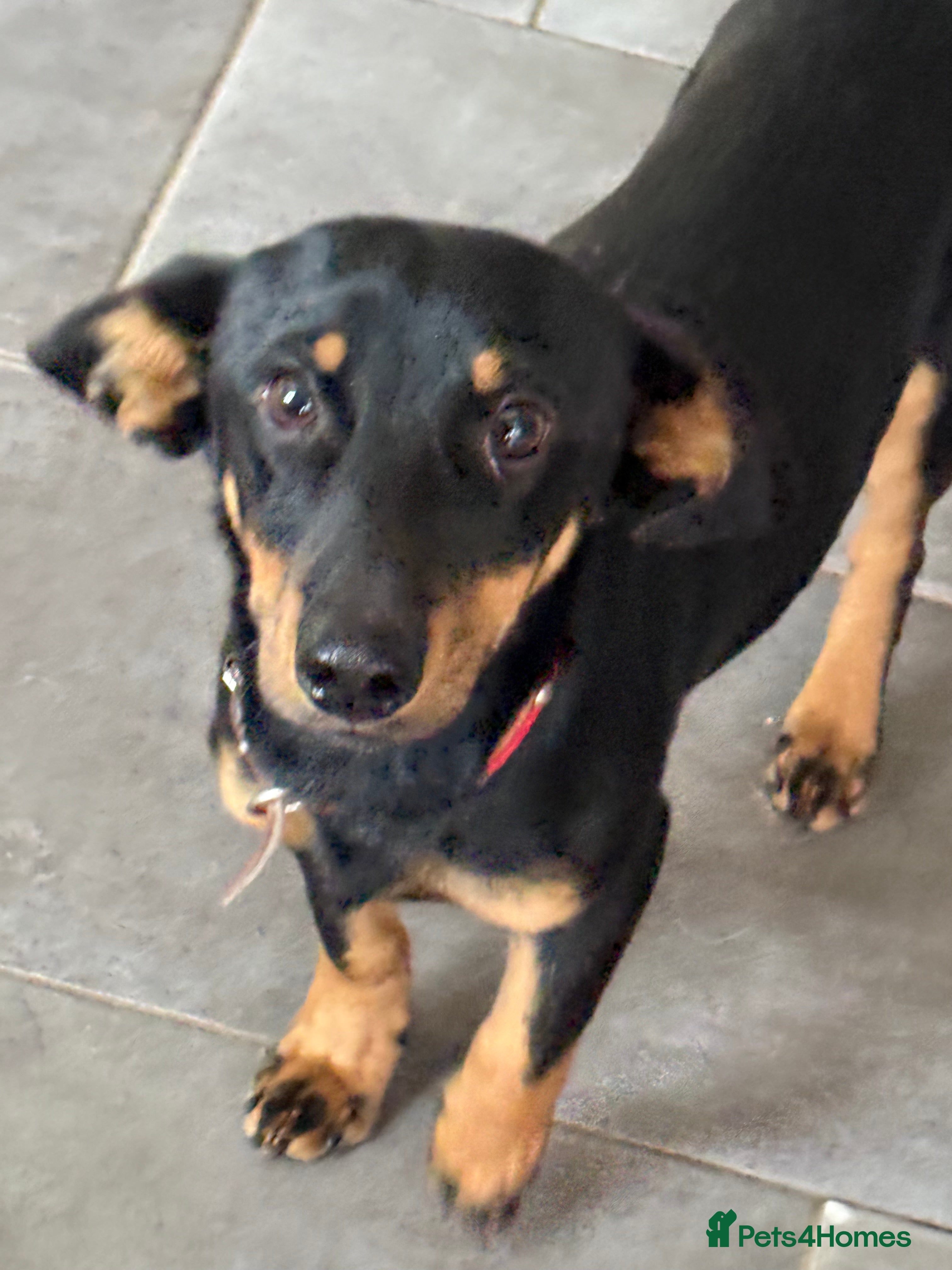 Dachshund dogs Rocky needs Love  - Advert 1