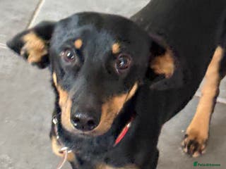 Dachshund dogs Rocky needs Love - Advert 1