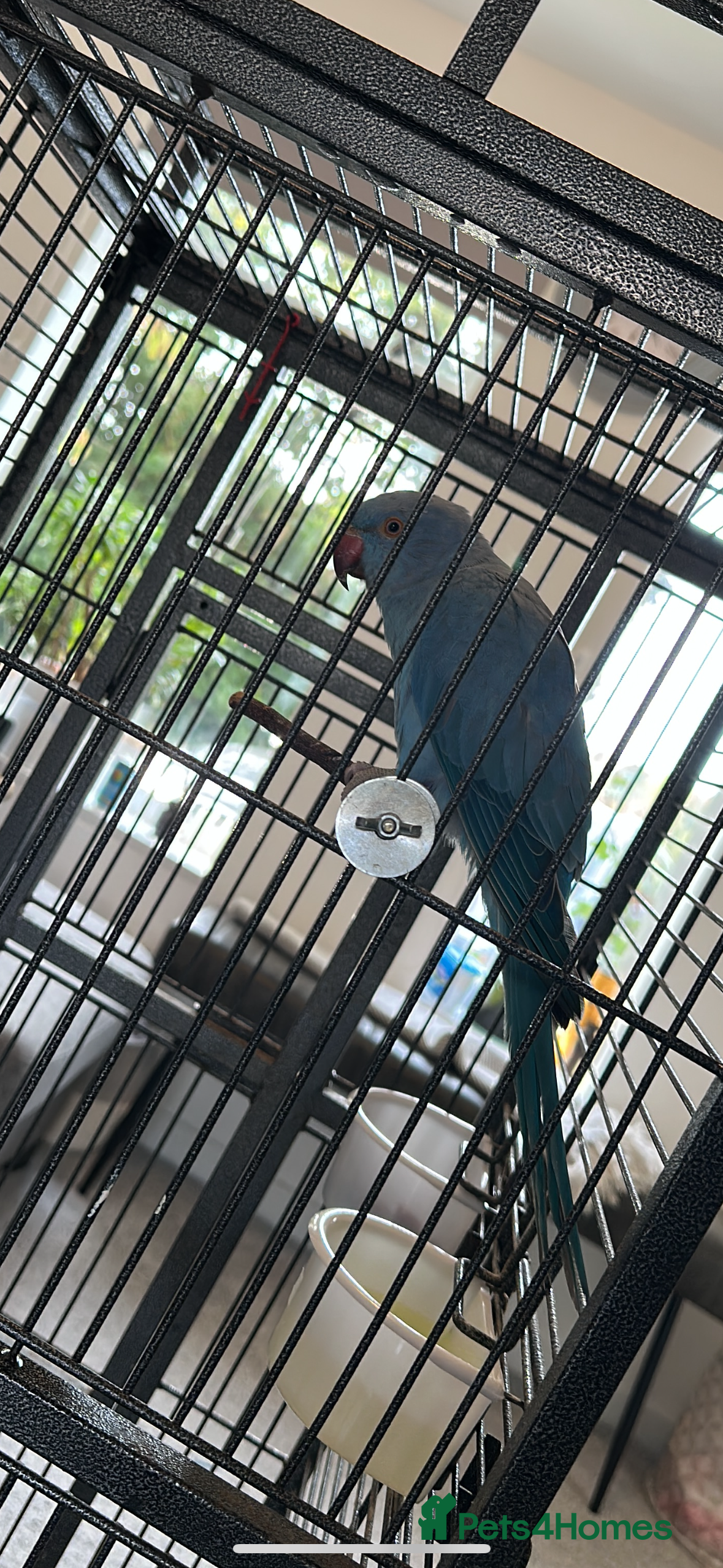 Ringnecks birds Blue Female Ringneck - Advert 5