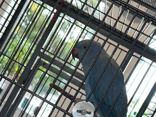 Ringnecks birds Blue Female Ringneck - Advert 2