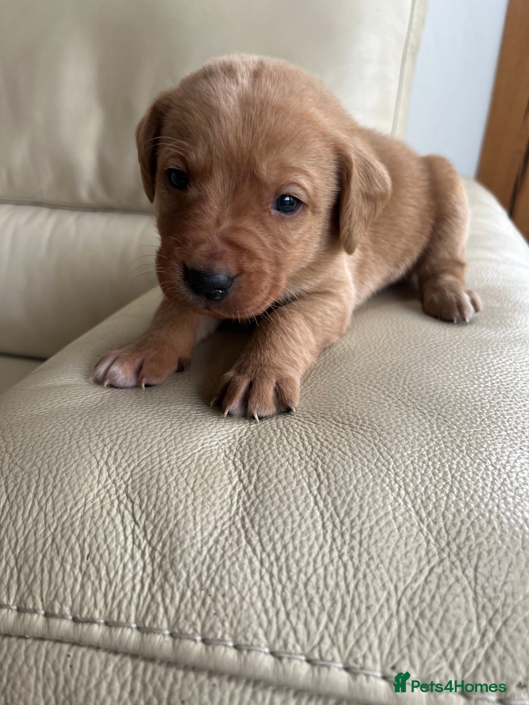 Labrador Retriever dogs for sale: KC Registered Fox Red Labrador puppies - Advert 29