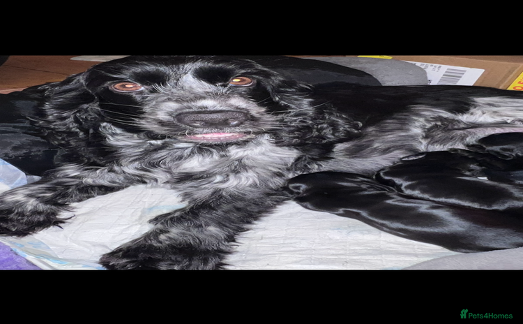 Cocker Spaniel dogs - Advert 1