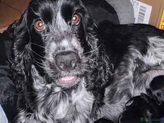 Cocker Spaniel dogs KC registered health tested Show Cocker spaniels - Advert 15