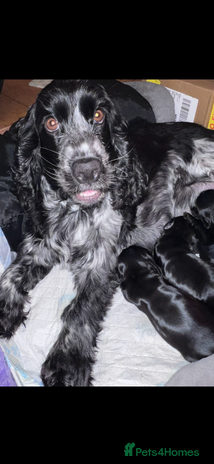 Cocker Spaniel dogs - Advert 15