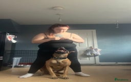 Belgian Shepherd Dog dogs for sale: Cai Belgian mal  - Image 3