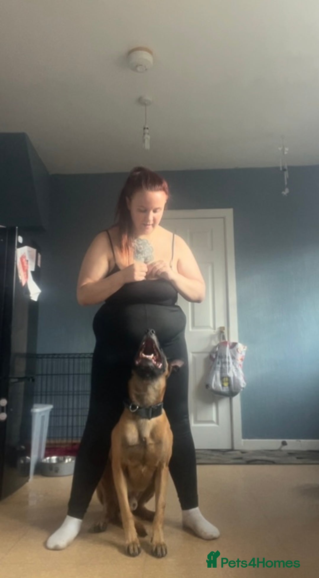 Belgian Shepherd Dog dogs for sale: Cai Belgian mal  - Image 3