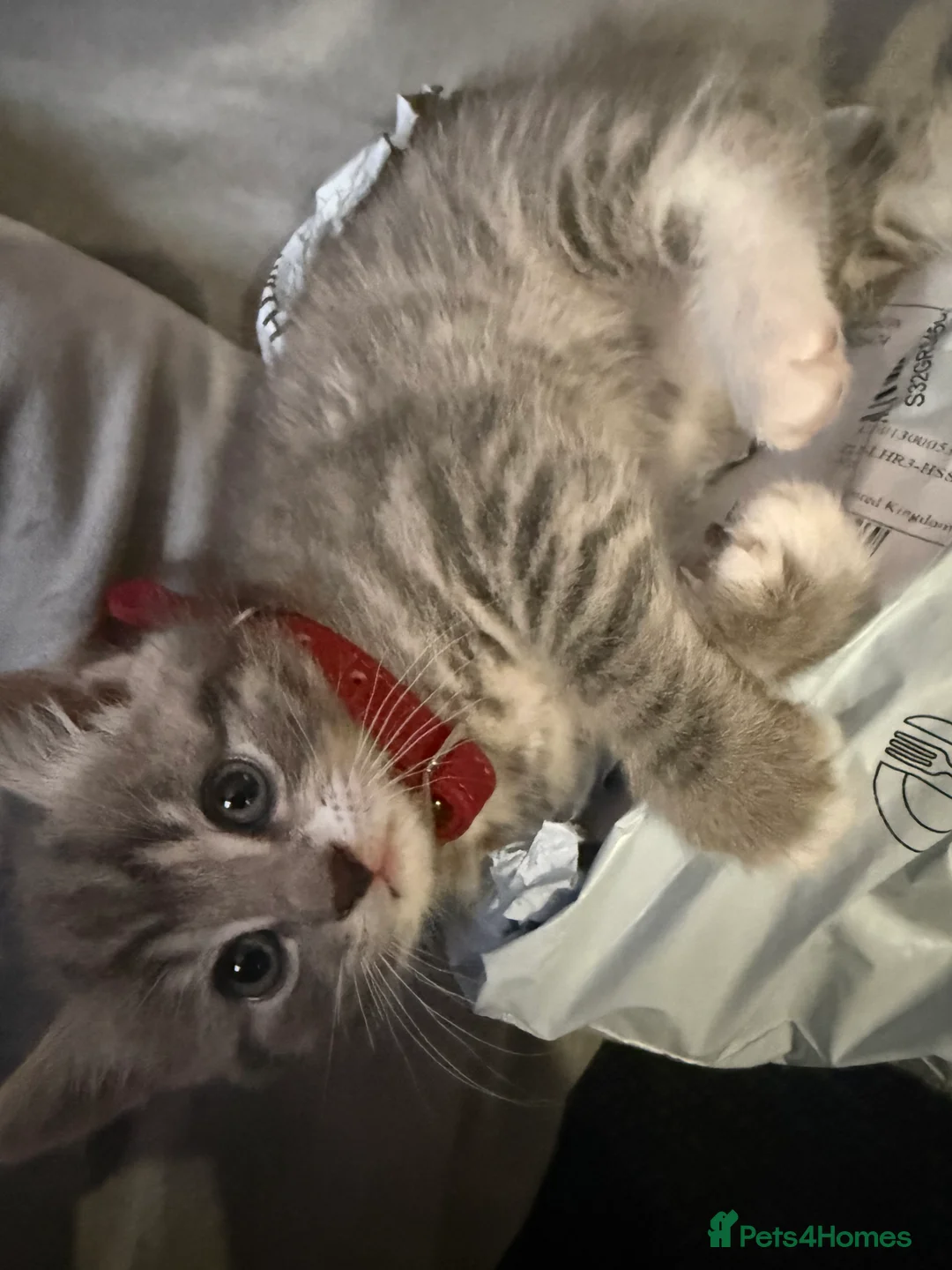 British Shorthair cats for sale: UNIQUE BRITISH SHORT HAIRS  - Advert 22