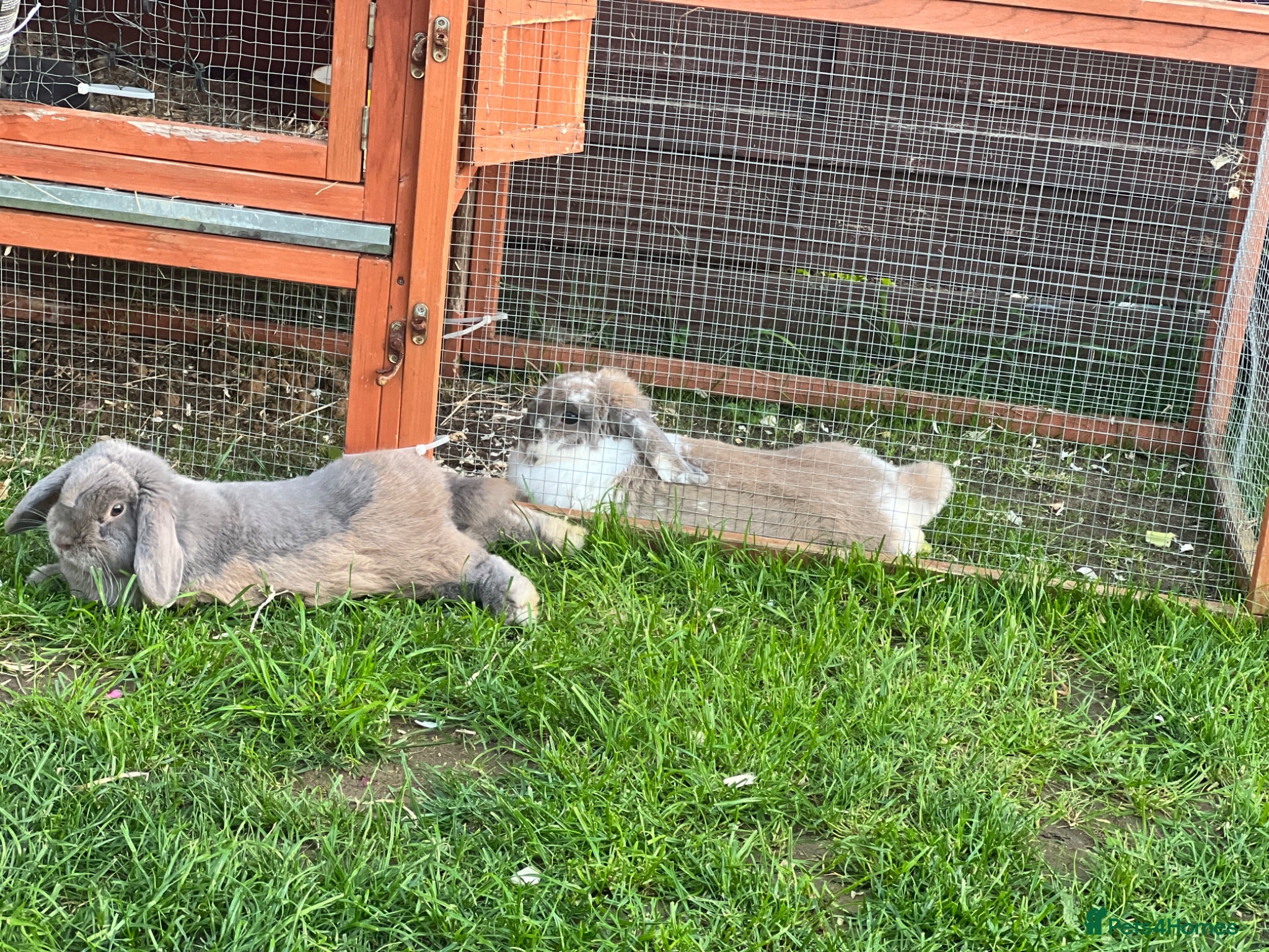 Mini Lop rabbits Rehoming Marni  - Advert 5